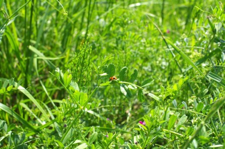 20120518k-7_2_mini