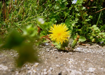 nikon_p300_fruitspark2-2