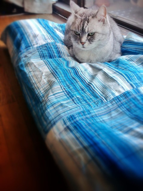 Apple iPad 3rd_cat bed cover-18.jpg