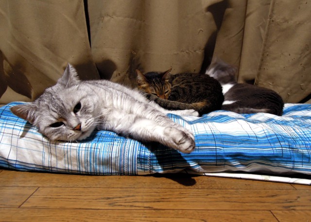 Nikon P300_cat bed cover-1.jpg