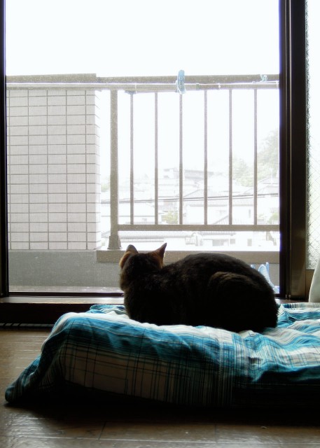 Nikon P300_cat bed cover-2.jpg