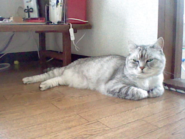 Nintendo 3DS LL_Cat Photo_20130707.jpg