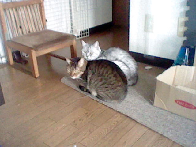 Nintendo 3DS LL_Cat Photo_20130708.jpg