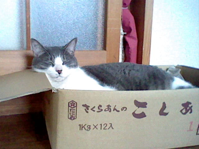 Nintendo 3DS LL_Cat Photo_20130825.jpg