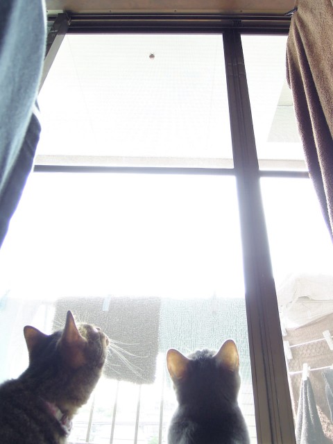 cats and cicada_201308-1.jpg