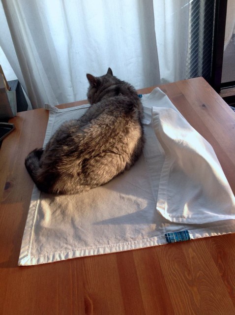 iPad_cats love textiles-37.jpg