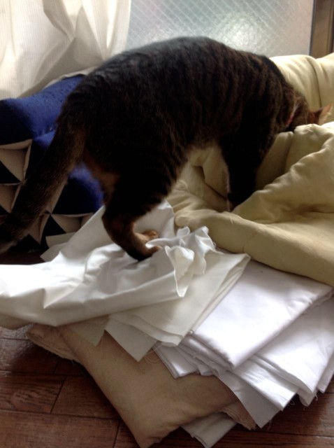 iPad_cats love textiles-4.jpg