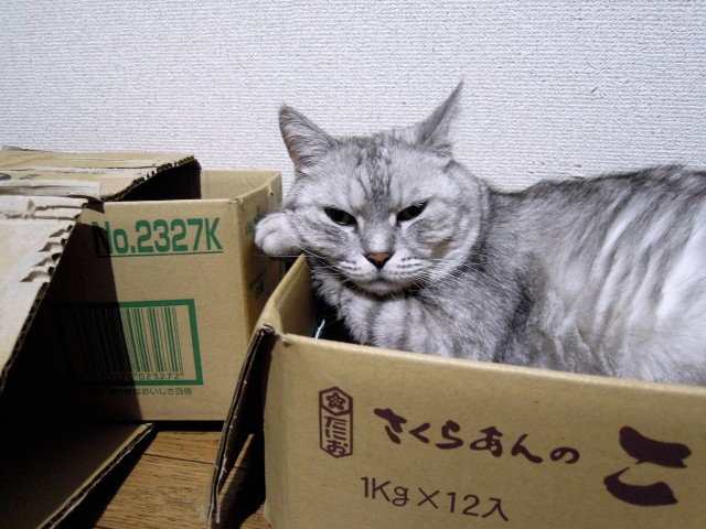 cats_arm-pillow-1.jpg