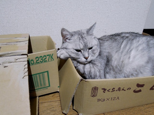 cats_arm-pillow-15.jpg