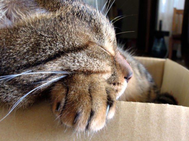 cats_arm-pillow-7.jpg
