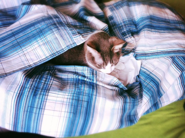 Duvet Cover for Cats-15.jpg