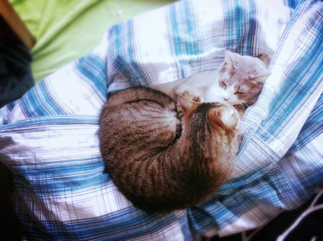 Duvet Cover for Cats-16.jpg