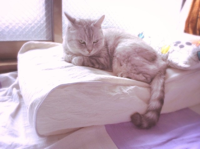 Piping Cat Bedspread-23.jpg