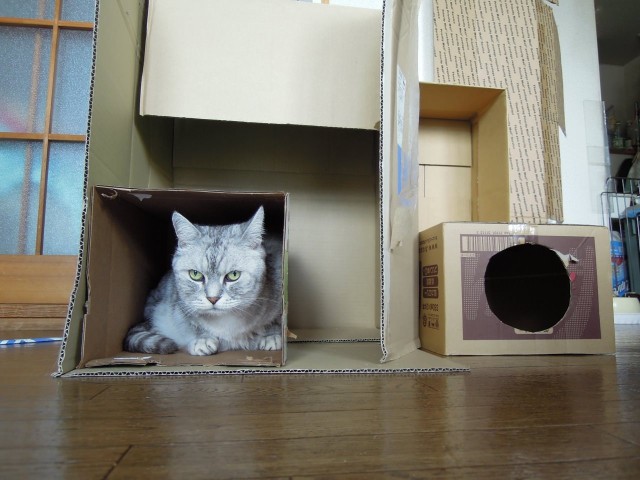 Nikon P300_Cats in Box-12.jpg