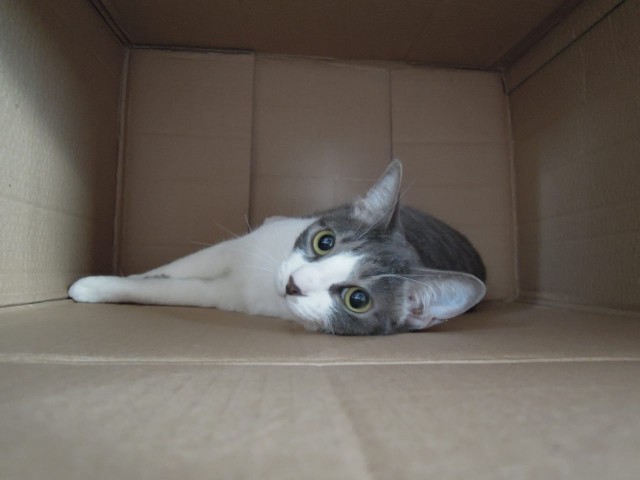 Nikon P300_Cats in Box-2.jpg