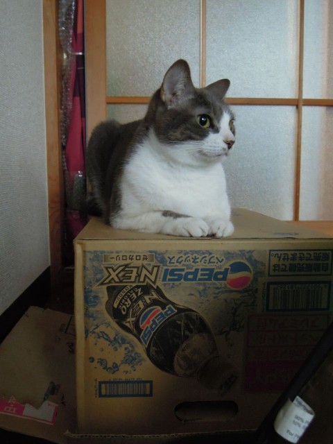 Nikon P300_Cats in Box-3.jpg