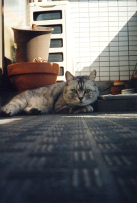 AGAT 18k,猫