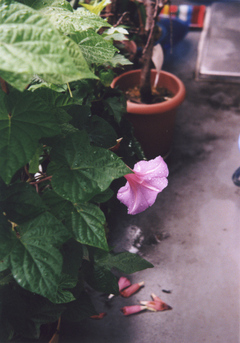 babysemasagao2.jpg