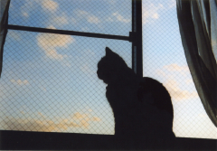 babysemねこ