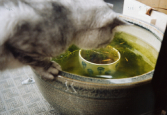 babysem猫