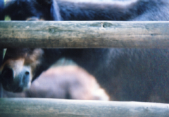 babysem上野動物園