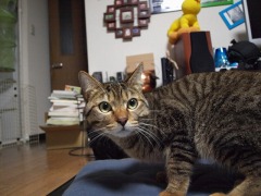 テスト撮影（室内ねこ編）。