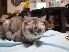ねこ３匹。
