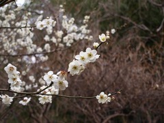 百草園、花。