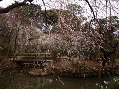 百草園、草木、遠影。