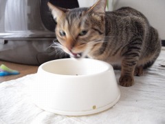 とある日の（猫の）朝ごはん。