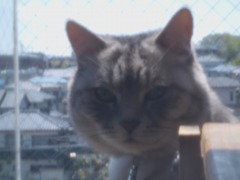 ピンホール猫2010