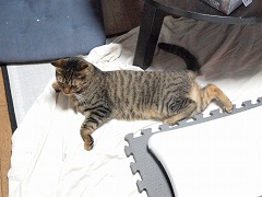 室内ねこ撮り色々