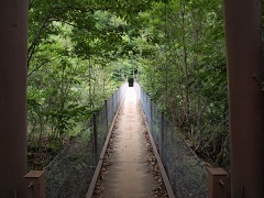 西沢渓谷の緑。