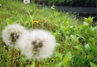 学研ピンホールカメラ世界ピンホール写真デー