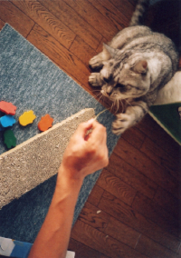 LOMO135,ねこ