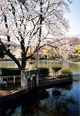 NATURA桜