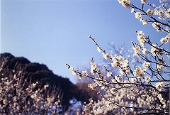 OM-1百草園