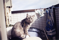 OM-1ネコ