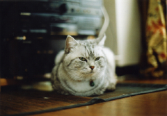 OM-1ねこ