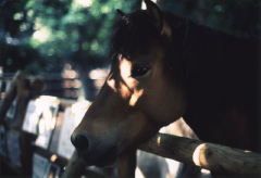 OM-1上野動物園