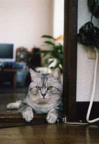 PEN F猫