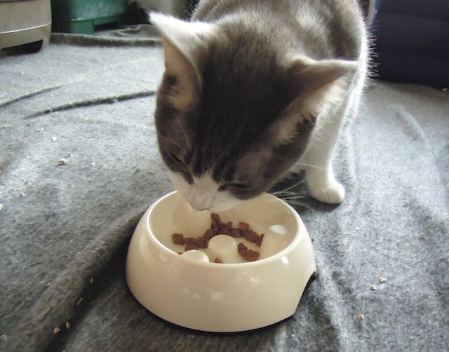 猫用 ゆっくり食べれる食器を使ってみた Necobit Com ねこびっと
