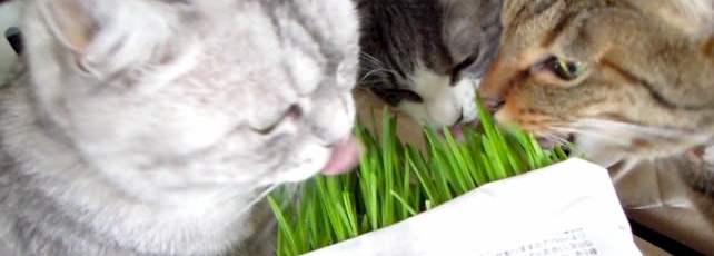 猫動画『３匹で猫草を食らう！』