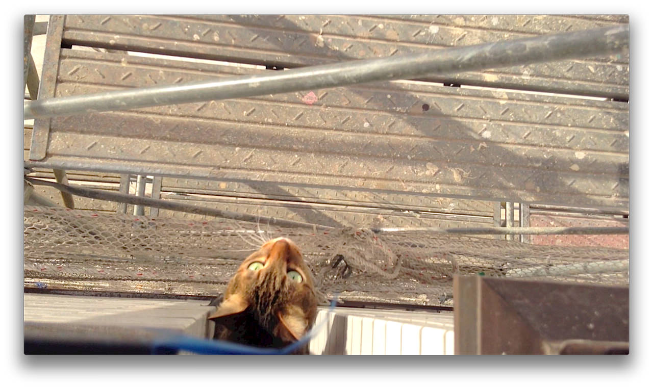 cats_and_scaffolding.jpg