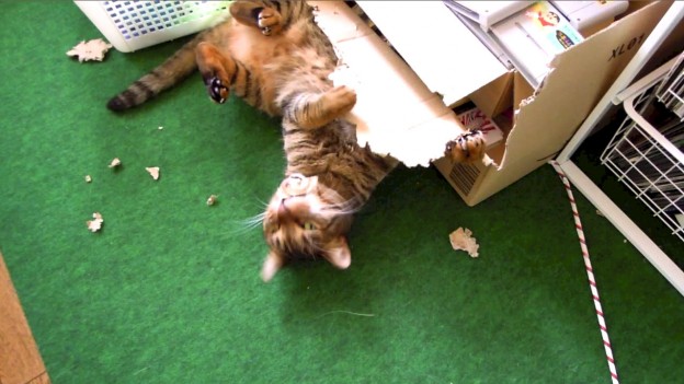 cat_playing_cardboard_box.jpg