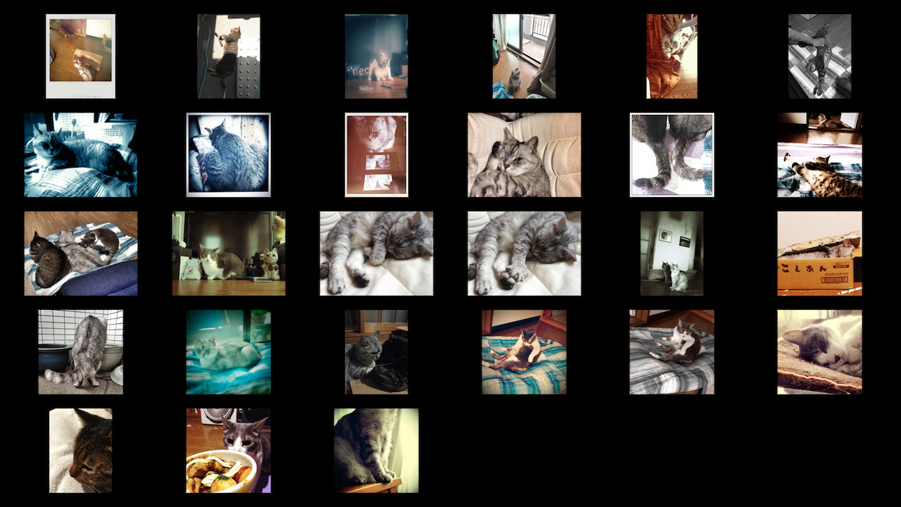 cats_photos_201307.jpg