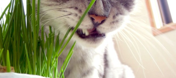 movie_Time Lapse Cat Grass Observation-13-2.jpg