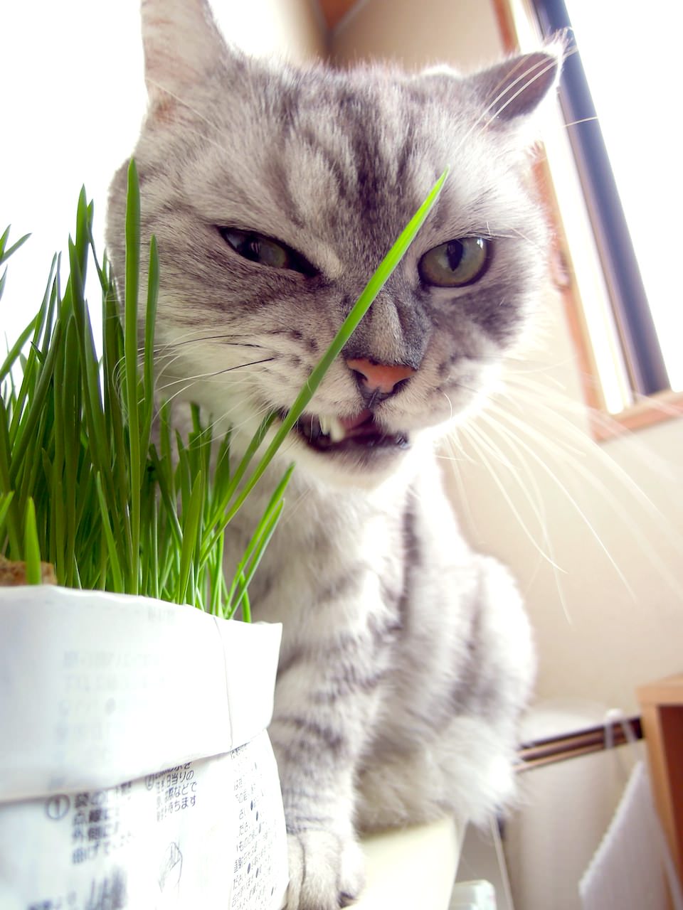 movie_Time Lapse Cat Grass Observation-13-2.jpg