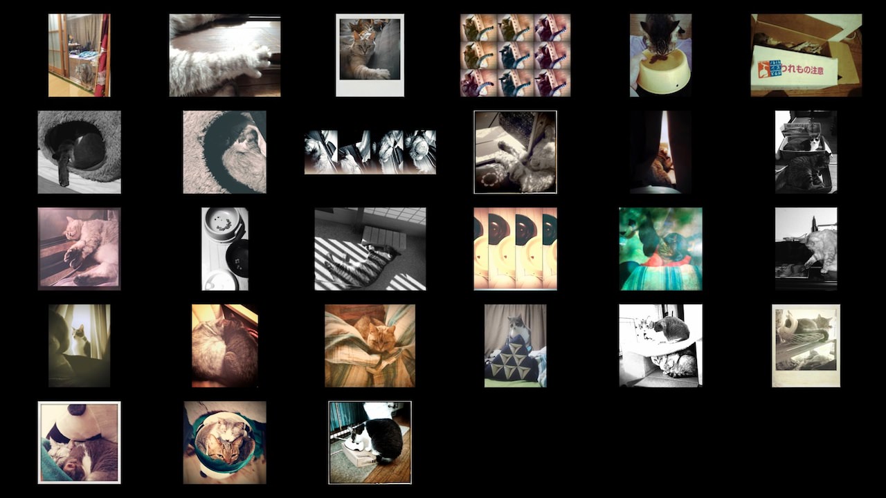 Cats Photos 201310.jpg