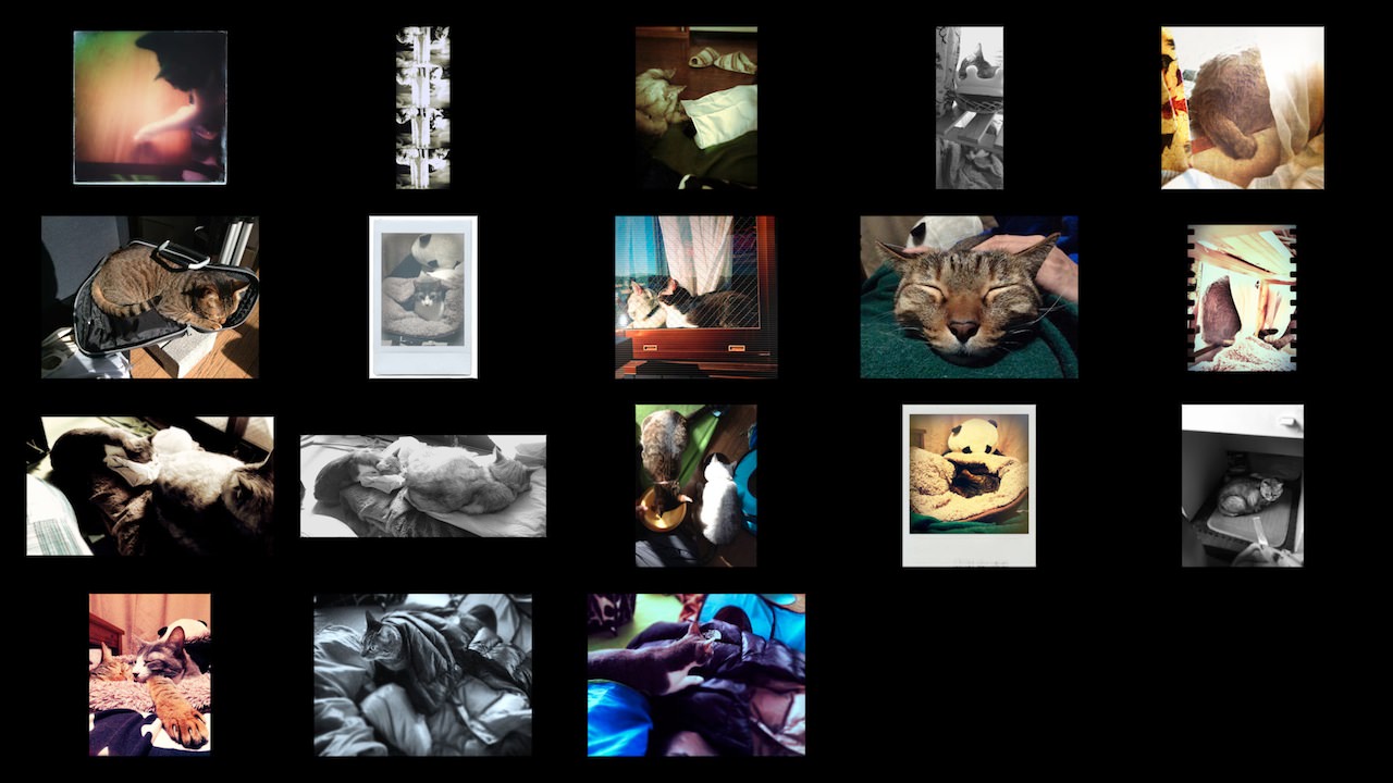 cats photos 201311.jpg
